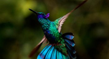 Avistamiento de aves en Colombia 