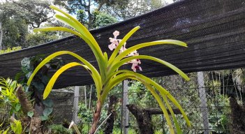 130 géneros de orquídeas se perdieron en el Orquideario Raúl Vásquez Dongo en Táchira por falta de presupuesto. Foto Anggy Polanco / La Opinión 