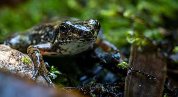 Ranas en Ecuador