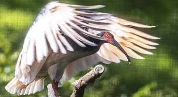 Toki, un pájaro reintroducido en Asia 