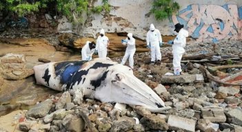 Hallan muerta una ballena de más de tres toneladas en playa de Panamá./Foto: internet