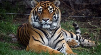 Frida y la nueva vida de grandes felinos convertidos en mascotas./Foto: Alfredo Estrella - AFP