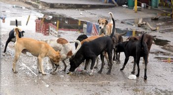 El concejal Víctor Caicedo denunció que semanalmente recibe más de 30 denuncias por maltrato animal. /Fotos: Archivo / La Opinión