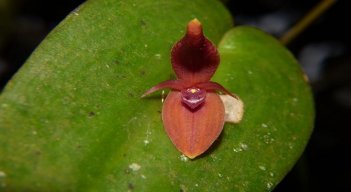 Orquídea. / Foto. Colprensa