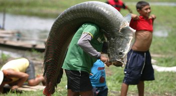 Pirarucú: ¿el pez que llevó a un doble homicidio en la Amazonia?/Foto: internet