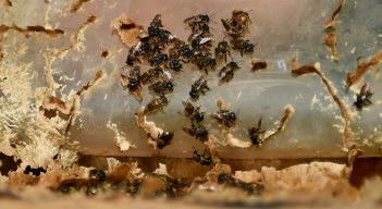 Investigación de abejas en Brasil 