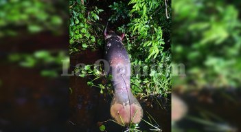 Manatí muerto en Santander./Foto: cortesía para La Opinión