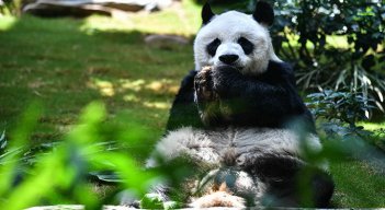 El panda macho más longevo en cautividad muere en Hong Kong./Foto: AFP