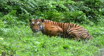 Hay un 40% más de tigres salvajes de lo que se estimaba./Foto: AFP