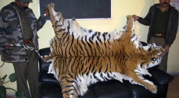 Tigres. / Foto: AFP