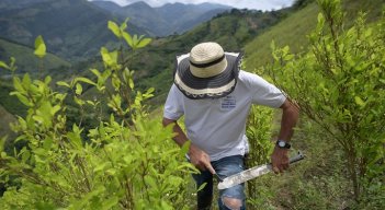 Catatumbo, la región cocalera de Colombia donde perdió la paz y la guerra antidrogas./Foto: AFP