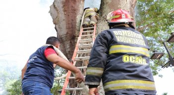 La conflagración en el interior del tronco de un árbol enciende las alarmas sobre la revisión y reposición de las especies nativas en Ocaña.  