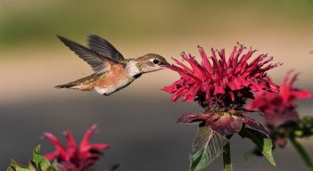 Colibríes. / Foto: Cortesía