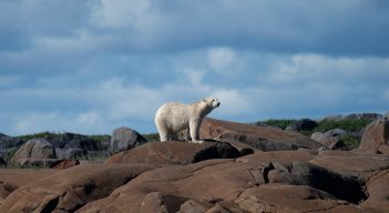 Oso polar.