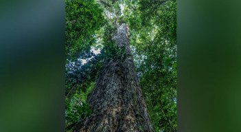 Científicos llegan en Brasil al árbol más alto de la Amazonía