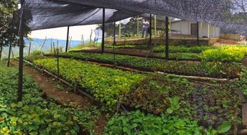El Instituto Colombiano Agropecuario, ICA, entrega el registro para la producción de material forestal al vivero El Edén del corregimiento de Buenavista, comprensión rural del municipio de Ocaña.