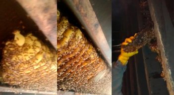ABEJAS