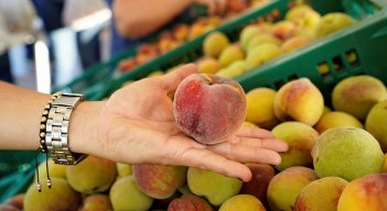 Una tonelada de duraznos compró el gobernador para damnificados./Foto: cortesía