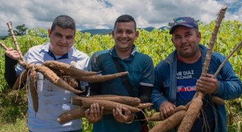 La yuca del Catatumbo pide pista en mercados