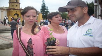 Palma Areca y Reina son algunas de las especies forestales que se entregarán. / Fotos: Cortesía