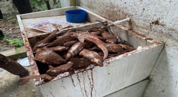 La mortandad de peces encendió las alarmas para que se haga el monitoreo de los ríos en el Catatumbo./ Foto: Cortesía.