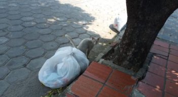 La comunidad pide esclarecer casos de envenenamiento animal.