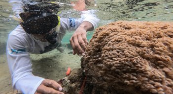 Coral Blando Venezuela 