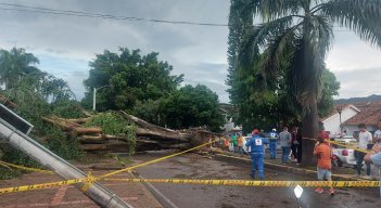 Se trató de la caída de un gigantesco árbol de ficus. Tres vehículos quedaron atrapados /Fotos La Opinión.