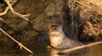 Gripe aviar se extiende por costas de Chile y mata a casi 9.000 especies