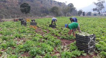 Agricultores venezolanos