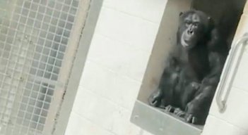 El emotivo momento en el que una chimpancé ve el cielo por primera vez en su vida