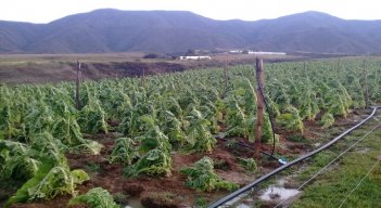 Los cultivadores reclaman auxilios especiales para superar la crisis alimentaria. /Fotos La Opinión