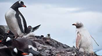 pinguino