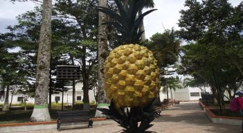 Para sembrar una hectárea de piña se requiere una inversión de $25 millones. / Fotos: Cortesía / La Opinión