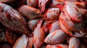 Pescados