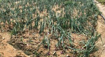 La ausencia de las lluvias han producido la resequedad de los terrenos./ Foto cortesía