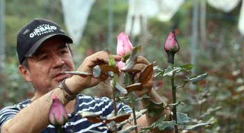 Dickson Villamizar es uno de los promotores de este tipo de cultivos. 