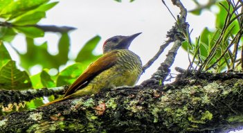 En la provincia de Ocaña crece el movimiento para el avistamiento de aves. Una contribución a la conservación de la naturaleza. Foto Cortesía