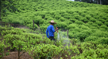 La economía de la hoja de coca está experimentado una recuperación. 