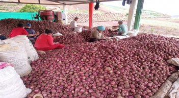 Los cultivadores de cebolla de la zona del Catatumbo claman por la salvaguarda del producto en tiempo de cosecha./ Foto cortesía: La Opinión.