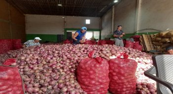 La comercialización de la cebolla roja en Ocaña está paralizada por la alta competencia de la cebolla peruana./ Fotos cortesía: La Opinión.