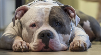 En Colombia hay dos leyes que se refieren a la posesión de estos perros de manejo especial.