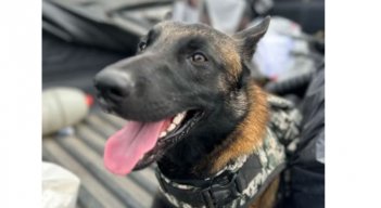 Así la guerrilla entrenó a perro para detectar soldados y policías