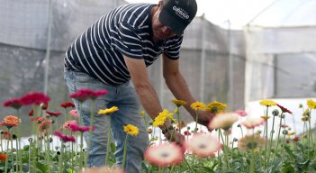 Flores de Colombia. / Foto La Opinión