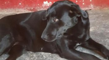 Veterinario enfrenta cargos en Itagüí por eutanasia injustificada a perrita en embarazo
