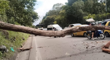muerte de los motociclistas tras la caída de un árbol 