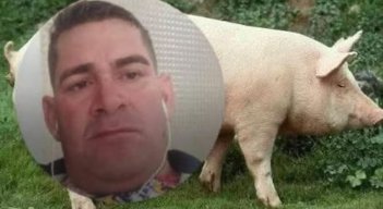 Asesinato-de-cerdo.