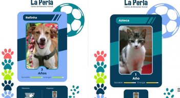 Medellín crea álbum 'Perlini' para incentivar adoptatón mundialista