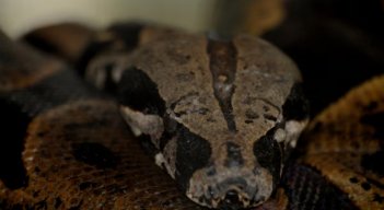 Boa, serpiente. Foto: Colprensa