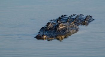 CAIMAN EN FLORIDA 